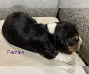 Beagle Puppy for sale in TIVERTON, RI, USA