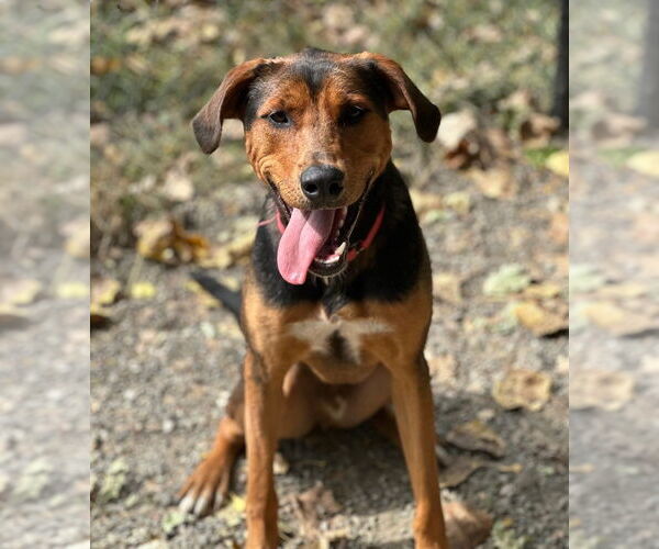 Medium Photo #1 Mutt Puppy For Sale in Elmsford, NY, USA