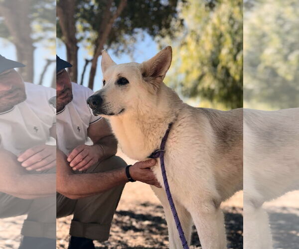 Medium Photo #3 German Shepherd Dog Puppy For Sale in San Diego, CA, USA