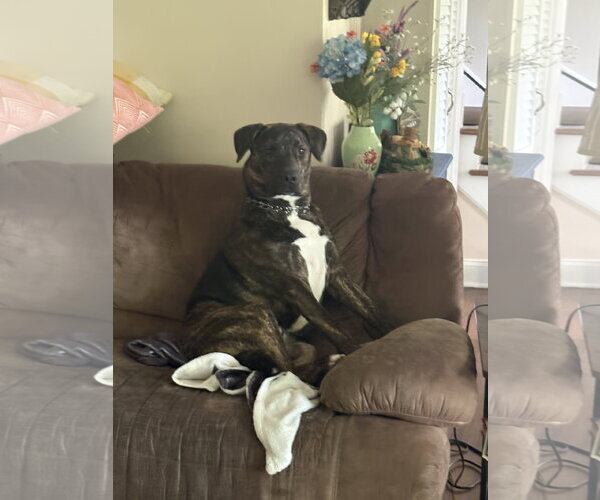 Medium Photo #1 American Pit Bull Terrier-Australian Shepherd Mix Puppy For Sale in Spring Lake, NJ, USA