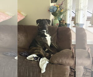American Pit Bull Terrier-Australian Shepherd Mix Dogs for adoption in Spring Lake, NJ, USA