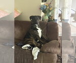 Small American Pit Bull Terrier-Australian Shepherd Mix