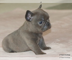 Small #8 French Bulldog
