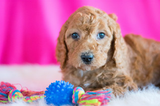 Poodle (Standard) Puppy for sale in KENT, OH, USA