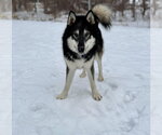 Mount Everest - Male Siberian Husky Dog for Adoption - Small photo