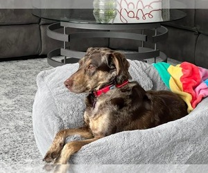 Mutt Dogs for adoption in Montello, WI, USA