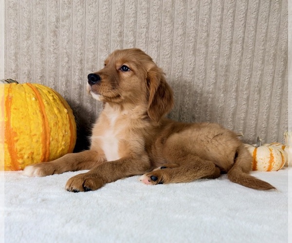 Medium Photo #1 Golden Retriever Puppy For Sale in INDIANAPOLIS, IN, USA