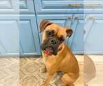Small #2 Boxer
