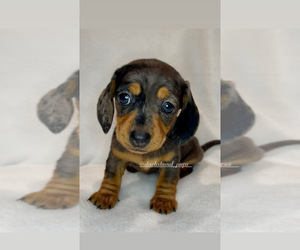 Dachshund Puppy for sale in LONG BEACH, CA, USA
