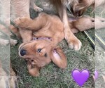 Litter of 10 - Male(s) and Female(s) Golden RetrieverLitter of Puppies for Sale - Photo #6