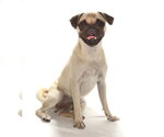Small #1 Pug