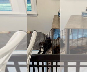 Pip - Female Mutt Dog for Adoption - Photo #4