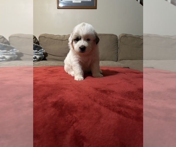 Medium Photo #2 Great Pyrenees Puppy For Sale in GILBERT, SC, USA