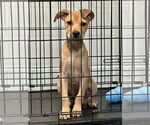 Small Mutt