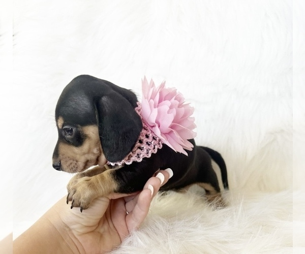 Medium Photo #3 Dachshund Puppy For Sale in DAVIS, CA, USA
