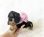 Small #2 Dachshund