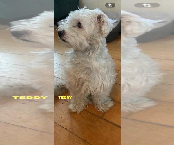 Medium Photo #2 Coton de Tulear-Unknown Mix Puppy For Sale in Woodland Hills, CA, USA