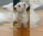 Small #1 Coton de Tulear Mix