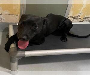 Labrador Retriever-Unknown Mix Dogs for adoption in Tulsa, OK, USA