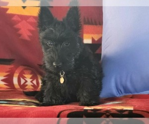 Scottish Terrier Puppy for sale in BAXTER SPRINGS, KS, USA