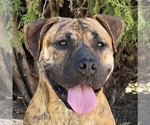 American Staffordshire Terrier-Mastiff Mix Dogs for adoption in Albuquerque, NM, USA
