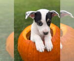 Small #2 Siberian Husky Mix
