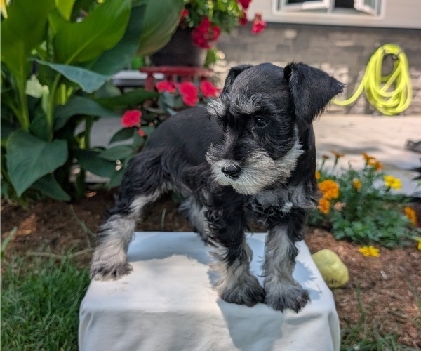 Medium Photo #30 Schnauzer (Miniature) Puppy For Sale in GOSHEN, IN, USA