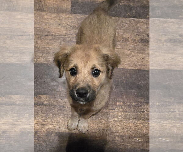 Medium Photo #4 Golden Retriever-Unknown Mix Puppy For Sale in Pottstown, PA, USA