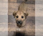 Small #3 Golden Retriever Mix