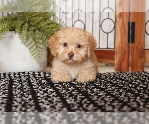 Poodle (Miniature) Puppy for sale in NAPLES, FL, USA