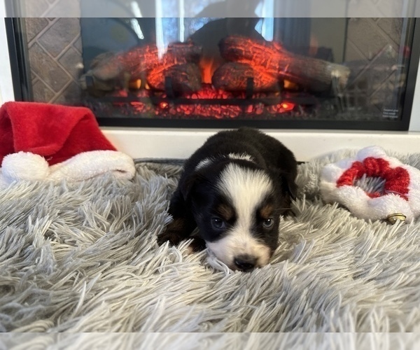 Medium Photo #6 Miniature Australian Shepherd Puppy For Sale in QUINCY, CA, USA