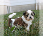 Small #2 Shih Tzu