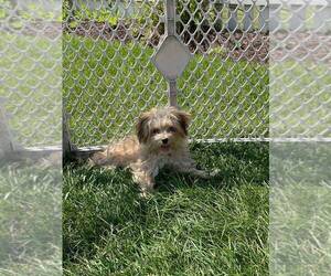 Morkie Puppy for sale in SHOREWOOD, IL, USA