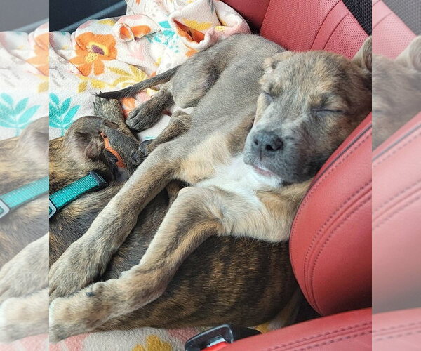 Medium Photo #2 Mutt Puppy For Sale in New London, WI, USA