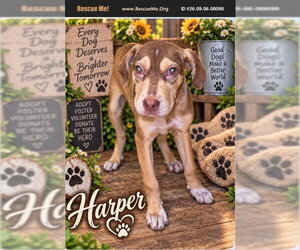 Labrador Retriever-Unknown Mix Dogs for adoption in Benton, PA, USA