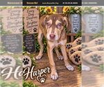 Harper - Female Labrador Retriever-Unknown Mix Dog for Adoption - Small photo