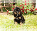 Small Photo #5 Miniature Bernedoodle Puppy For Sale in TOPEKA, IN, USA