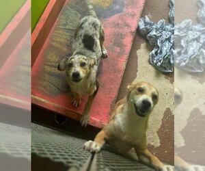 Australian Shepherd-Dachshund Mix Dogs for adoption in Virginia Beach, VA, USA