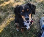 Small Photo #1 Aussalier Puppy For Sale in ATHOL, ID, USA