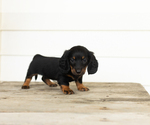 Small #2 Dachshund