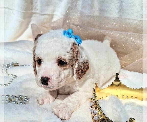 Medium Photo #74 Goldendoodle (Miniature) Puppy For Sale in GASTONIA, NC, USA