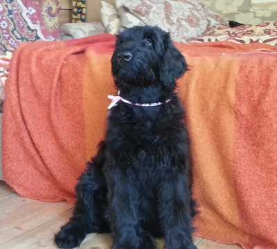 Medium Photo #1 Black Russian Terrier Puppy For Sale in MINOCQUA, WI, USA