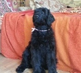 Small Photo #1 Black Russian Terrier Puppy For Sale in MINOCQUA, WI, USA