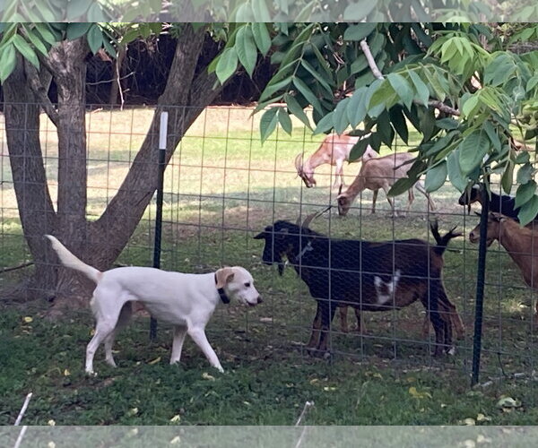 Medium Photo #9 Labrador Retriever-Unknown Mix Puppy For Sale in Holly Springs, NC, USA