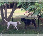 Small #8 Labrador Retriever Mix