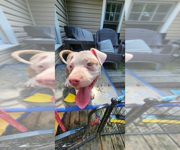 Medium Photo #7 American Bully Puppy For Sale in HARRISBURG, PA, USA