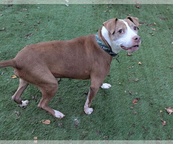 Medium Photo #2 American Staffordshire Terrier-Unknown Mix Puppy For Sale in Calhoun, GA, USA