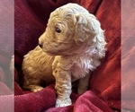 Small #2 Goldendoodle mix (+ Poodle Miniature)