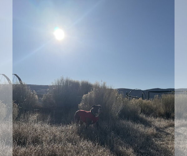 Medium Photo #2 American Pit Bull Terrier-American Staffordshire Terrier Mix Puppy For Sale in MIDWAY, UT, USA