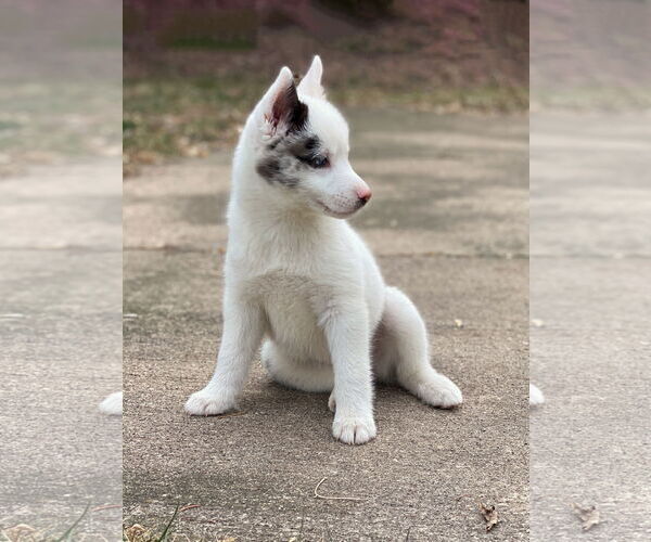 Medium Photo #11 Pomsky Puppy For Sale in St. Louis Park, MN, USA
